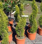 light green Tree Cypress characteristics and Photo