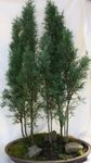 Toataimed Küpress puu, Cupressus roheline Foto, kirjeldus ja kultiveerimine, kasvav ja omadused