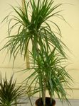 Интериорни растения Драконово Дърво, Dracaena зелен снимка, описание и отглеждане, култивиране и характеристики