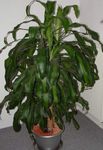 Kamerplanten Dracaena bont foto, beschrijving en teelt, groeiend en karakteristieken