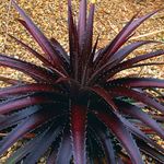 Indoor Plants Dyckia claret Photo, description and cultivation, growing and characteristics