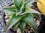Indoor Plants Dyckia dark green Photo, description and cultivation, growing and characteristics