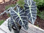 Indoor Plants Elephants Ear, Alocasia motley Photo, description and cultivation, growing and characteristics