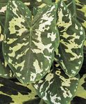 Indoor Plants Elephants Ear, Alocasia motley Photo, description and cultivation, growing and characteristics