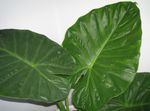 Indoor Plants Elephants Ear, Alocasia green Photo, description and cultivation, growing and characteristics