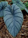 Indoor Plants Elephants Ear, Alocasia silvery Photo, description and cultivation, growing and characteristics