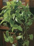 Indoor Plants Epipremnum green Photo, description and cultivation, growing and characteristics