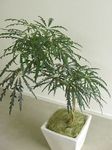 室内植物 假龙牙 树, Dizygotheca elegantissima 深绿 照, 描述 和 养殖, 成长 和 特点