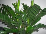 Indoor Plants Fat Boy, Zamiaculcas zamiifolia dark green Photo, description and cultivation, growing and characteristics