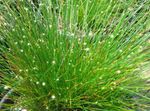 Sobne Rastline Optičnih Vlaken Trava, Isolepis cernua, Scirpus cernuus zelena fotografija, opis in gojenje, rast in značilnosti