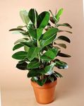 屋内植物 イチジク 木, Ficus 緑色 フォト, 説明 と 栽培, 成長 と 特性