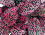  Fittonia, Nerve Plant motley Photo, description and cultivation, growing and characteristics