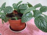  Fittonia, Nerve Plant motley Photo, description and cultivation, growing and characteristics