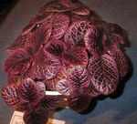 Indoor Plants Flame Violet, , Episcia claret Photo, description and cultivation, growing and characteristics