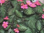 Indoor Plants Flame Violet, , Episcia dark green Photo, description and cultivation, growing and characteristics