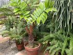 Sobne biljke Florida Arrowroot drveta, Zamia zelena Foto, opis i uzgajanje, uzgoj i karakteristike