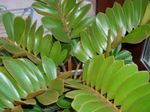 Szobanövények Florida Nyílgyökér, Zamia zöld fénykép, leírás és termesztés, növekvő és jellemzők