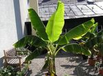 Kapalı bitkiler Çiçekli Muz ağaç, Musa coccinea yeşil fotoğraf, tanım ve yetiştirme, büyüyen ve özellikleri