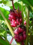 Vidinis augalai Žydėjimo Bananų medis, Musa coccinea žalias Nuotrauka, aprašymas ir auginimas, augantis ir charakteristikos