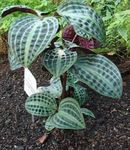 motley  Geogenanthus, Seersucker Plant characteristics and Photo