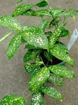motley Herbaceous Plant Gold dust dracaena characteristics and Photo