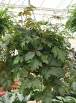 temno-zelena Ampelnye Ivy Grape, Hrast Leaf Ivy značilnosti in fotografija