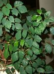 Plantas de Interior Hiedra De Uva, Hoja De Roble Hiedra, Cissus oscuro-verde Foto, descripción y cultivo, cultivación y características