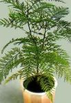 Indendørs Planter Grevillea træ grøn Foto, beskrivelse og dyrkning, voksende og egenskaber