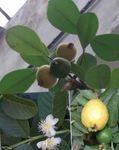 室内植物 番石榴，热带番石榴 树, Psidium guajava 绿 照, 描述 和 养殖, 成长 和 特点