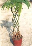 Guiana chestnut, Water Chestnut