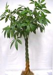 屋内植物 ギアナ栗、ヒシ 木, Pachira aquatica 緑色 フォト, 説明 と 栽培, 成長 と 特性