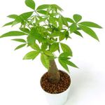 Innendørs Planter Guyana Kastanje, Vannkastanjer treet, Pachira aquatica grønn Bilde, beskrivelse og dyrking, voksende og kjennetegn