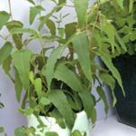 屋内植物 ゴムの木, Eucalyptus 緑色 フォト, 説明 と 栽培, 成長 と 特性