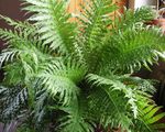 green Herbaceous Plant Hard Fern characteristics and Photo