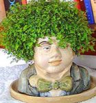 Sobne Rastline Helxine (Družinska Sreča), Solze Dojenčka zelena fotografija, opis in gojenje, rast in značilnosti