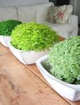 Sobne Rastline Helxine (Družinska Sreča), Solze Dojenčka svetlo-zelena fotografija, opis in gojenje, rast in značilnosti