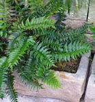 მუქი მწვანე ბალახოვანი მცენარე Holly Fern მახასიათებლები და სურათი
