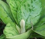 Kamerplanten Homalomena groen foto, beschrijving en teelt, groeiend en karakteristieken