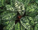 Kapalı bitkiler Homalomena rengârenk fotoğraf, tanım ve yetiştirme, büyüyen ve özellikleri