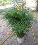 Vnútorné Rastliny Hrysalidocarpus drevá, ?hrysalidocarpus zelená fotografie, popis a pestovanie, pestovanie a vlastnosti