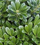 green Shrub Japanese Laurel, Pittosporum tobira characteristics and Photo