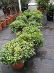 Plantas de Interior Japanese Laurel, Pittosporum Tobira arbusto verde foto, descrição e cultivo, crescente e características