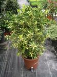 Indoor Plants Japanese spindle shrub, Euonymus japonica motley Photo, description and cultivation, growing and characteristics