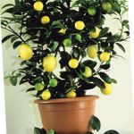 室内植物 柠檬 树, Lemon 深绿 照, 描述 和 养殖, 成长 和 特点