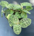 Sobne biljke Macodes lakrdijašica Foto, opis i uzgajanje, uzgoj i karakteristike