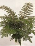 Topfpflanzen Mahagoni Fern, Terrestrisch Fern, Didymochlaena grün Foto, Beschreibung und Anbau, wächst und Merkmale