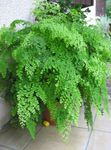 Indoor Plants Maidenhair Fern, Adiantum light green Photo, description and cultivation, growing and characteristics