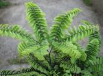 yeşil Otsu Bir Bitkidir Maidenhair Eğrelti özellikleri ve fotoğraf