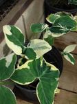 Indoor Plants Malanga, Yautia, Xanthosoma motley Photo, description and cultivation, growing and characteristics