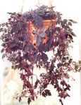 claret Hanging Plant Mikania ternata characteristics and Photo